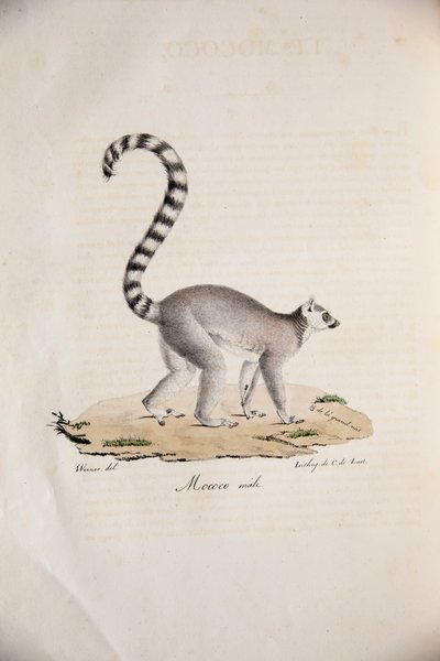 Katta, aus Histoire Naturelle des Mammifères, mit Originalfiguren, von Étienne Geoffroy Saint-Hilaire & Frédéric Cuvier, 1824-42 von French School